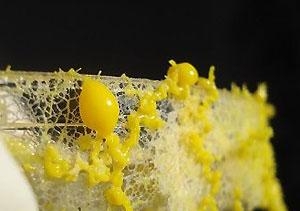 Tarsh Bates: A slime mold - in vitero node (Physarum polycephalum) 1 (2011)