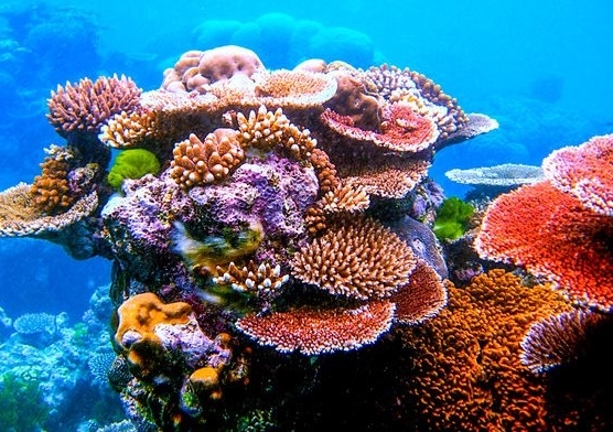 A healthy coral reef.