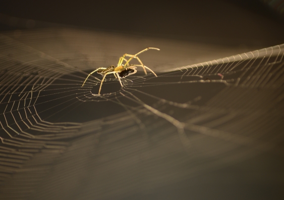 If it’s good enough for a spider, why can’t we make such strong silk? Photo: Flickr/ Uditha Wickramanayaka.