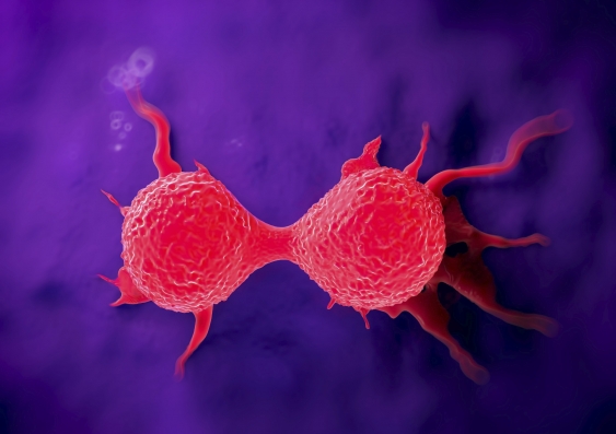 A breast cancer cell dividing (Photo: iStock)