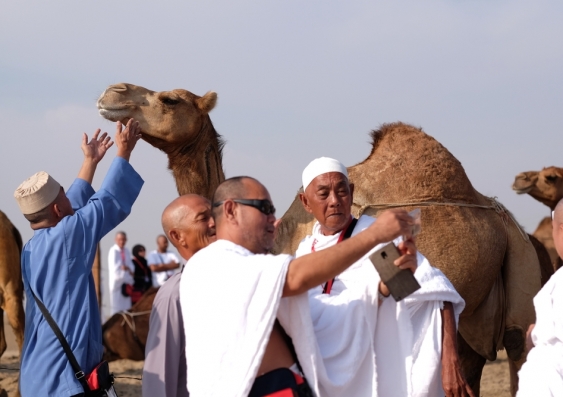 A camel farm outside the town of Makkah is one of the attractions for the pilgrims visiting Saudi Arabia. Photo: Shutterstock.