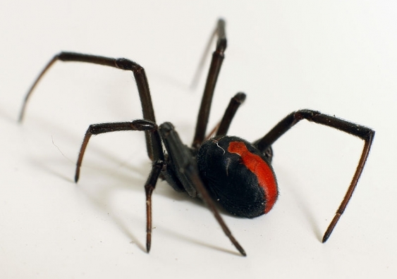 The "extraordinarily brutal and poetic scenario" of the Australian redback spider will be told in film.
