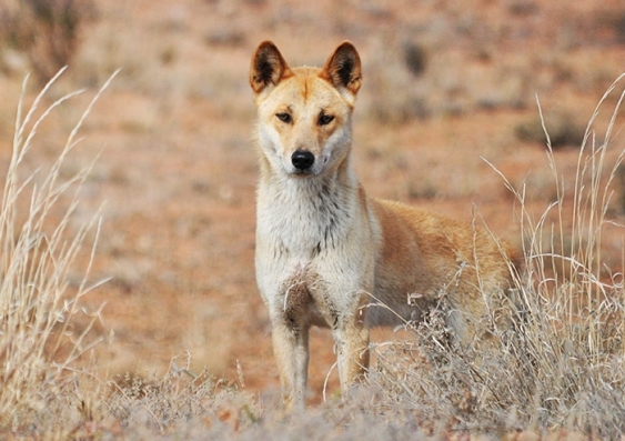 A wild dingo spotted in the Strzelecki Desert, South Australia. Picture: Barry Eggleton