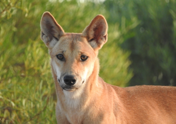 The dingo is Australia's top land-based predator. Picture: Peter Contos