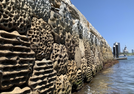 A sea wall with added textures that serve as refuges for intertidal organisms. Picture: UNSW