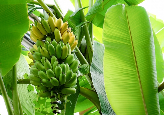 Banana plants die after each harvesting of the fruit. Picture: Shutterstock