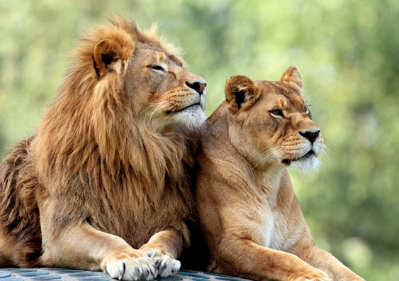 Like most other animals including humans, this lion and lioness have XY and XX chromosome pairings in their genetic makeup. Picture: Shutterstock