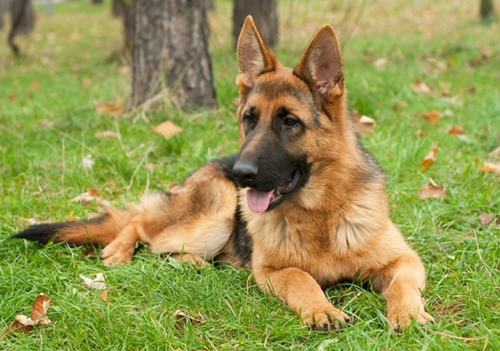 German shepherds are one of Australia's popular choices of canine. Photo: Shutterstock