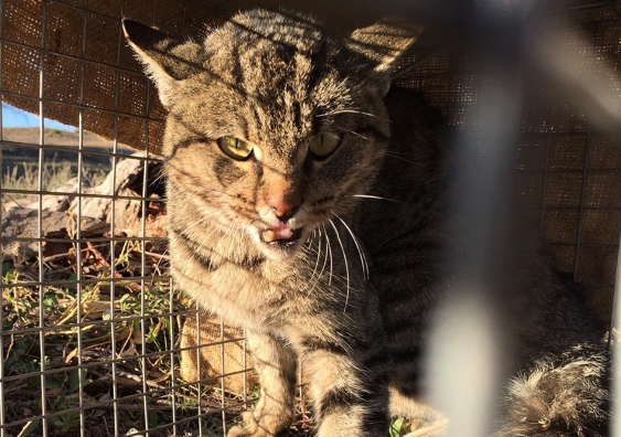 Feral cats have thwarted attempts to reintroduce native animals to their natural habitats. Picture: Melissa Jenson