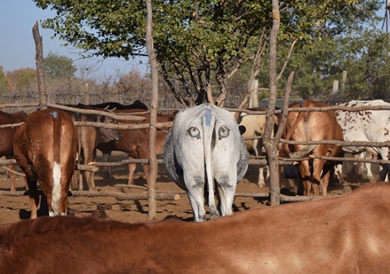 Eyes painted on cattle rumps trick lions into thinking they have lost the element of surprise, the study suggests. Photo: Ben Yexley