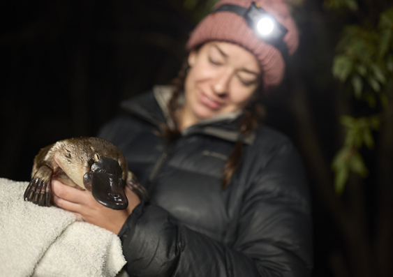 Dr Tahneal Hawke with one of the platypuses caught in the Snowy River. Photo: Richard Freeman