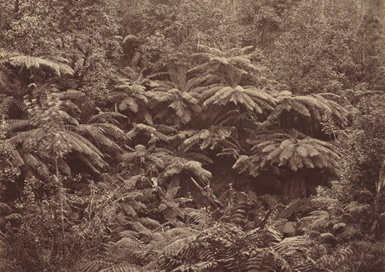 Fern Tree Gully, Hobart Town, Tasmania, 1887 from Anson Brothers Studio. Albumen print. Collection of the Art Gallery of New South Wales.