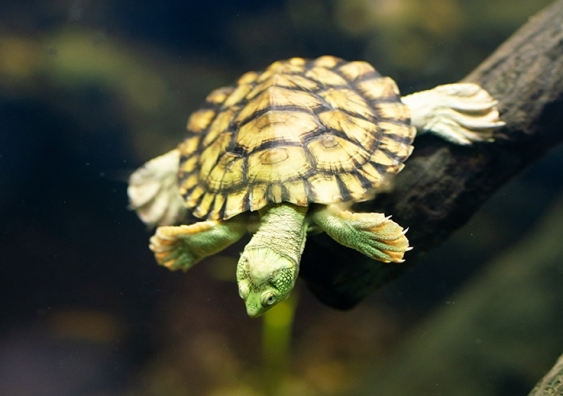 It took three years to identify the virus that all but wiped out the Bellinger River turtle in 2015. It is hoped that amassing new viral data affecting herptiles will allow quicker conservation responses. Photo: Shutterstock