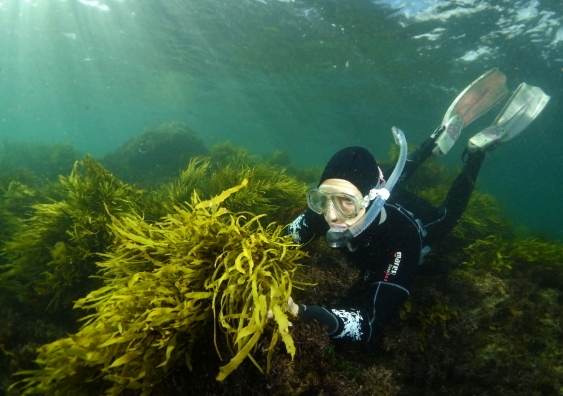 A UNSW marine scientist with the crayweed (Phyllospora comosa). Photo: John Turnbull - www.marineexplorer.org