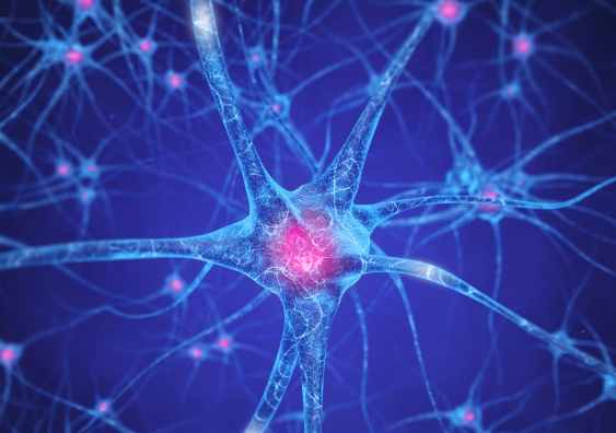 UNSW researchers have identified two distinct brain pathways that are switched on during alcohol-related relapse. The discovery opens up a new target for developing treatments for drug and alcohol addiction. Photo: Shutterstock.