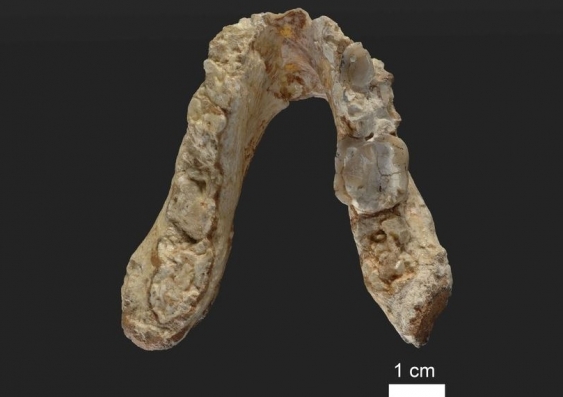Lower jaw of the 7.2 million-year-old ape species Graecopithecus freybergi (El Graeco) from Pyrgos Vassilissis, Greece (today in metropolitan Athens). Photo: Wolfgang Gerber, University of Tübingen