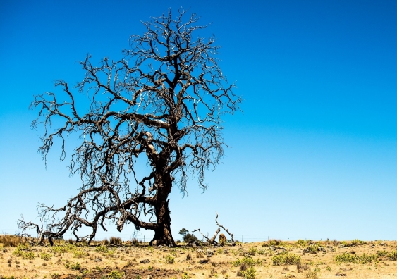 Last year was among the hottest on record, according to the World Meteorological Organisation. Photo: Shutterstock