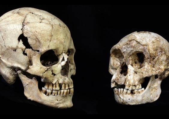 A modern human skull (left) compared with the skull of the Hobbit (right). Prof. Yousuke Kaifu, National Geographic News