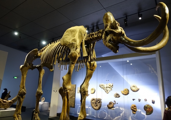 "Even without the presence of humans we saw mass extinctions." A mammoth skeleton in the Musée des Confluences de Lyon: Photo: Wikimedia Commons