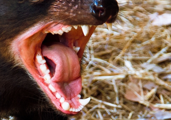 Distantly related to living and recently living carnivorous marsupials such as Tasmanian Devils, Thylacines and Quolls, Whollydooleya tomnpatrichorum did not survive into the modern world. Photo: HK Colin/Flickr
http://www.flickr.com/photos/picturesfromcolin/