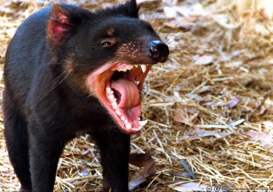 Twice the size of a Tasmanian Devil. photo HK Colin/Flickr