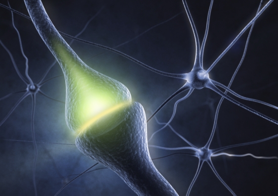 One of the first signs of Alzheimer’s disease is the loss of synapses. Photo: iStock