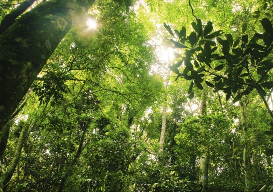 Forest canopy in Brazil. Photo: iStock
