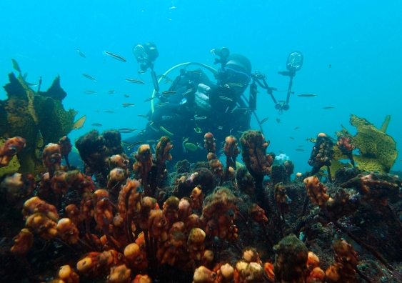 UNSW PhD candidate John Turnbull conducting Reef Life surveys in Sydney Harbour. Photo credit: Josh Moloney