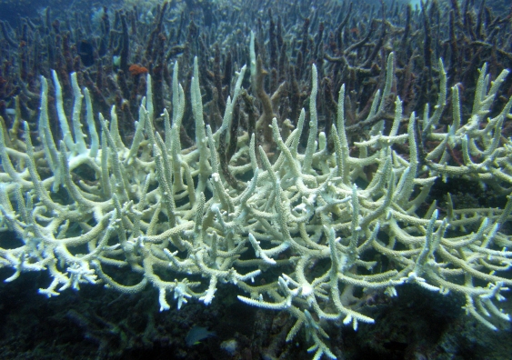Bleached Staghorn Coral. Photo: Matt Kieffer / Flickr (CC BY-SA 2.0)