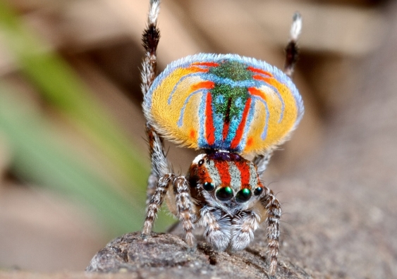 Peacock spider. Photo: Jurgen Otto / Flickr CC BY-NC-ND 2.0