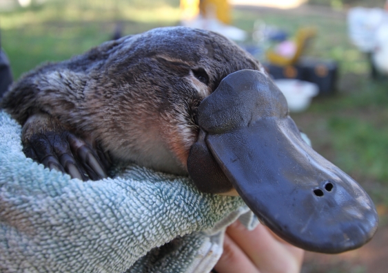 UNSW scientists say river regulation is one of the major threats to the platypus, which is listed as a threatened species in Victoria. Image: Platypus Conservation Initiative
