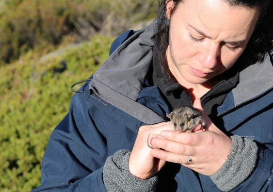 UNSW researcher Hayley Bates with a pygmy possum