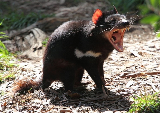 Should the Tasmanian devil be reintroduced to the mainland? (Credit: Chen Wu/Flickr/Wikimedia Commons, CC BY)