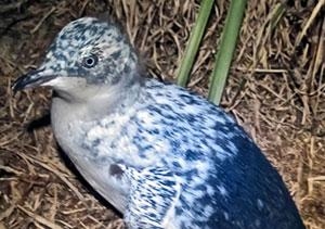 Spotted at Jervis Bay: rare piebald chick