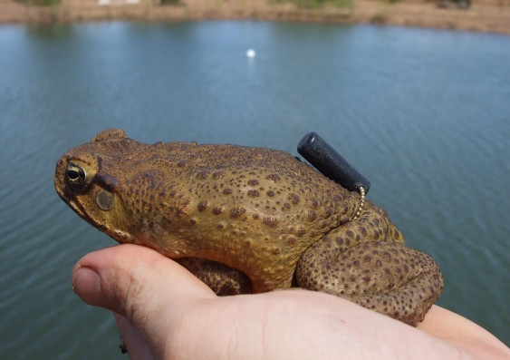 A cane toad with a tracking device attached