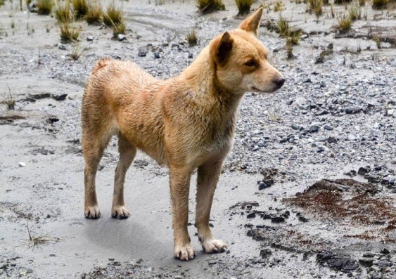 Meet 'Lady Foot', a Highland wild dog native to New Guinea. Highland wild dogs bear a striking resemblance to their dingo cousins across the Arafura Sea. Photo: New Guinea Highland Wild Dog Foundation.