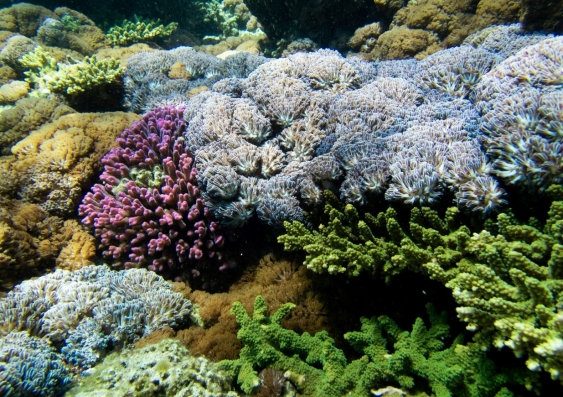 Soft corals come in a variety of forms. Photo: Rosie Steinberg/UNSW Science