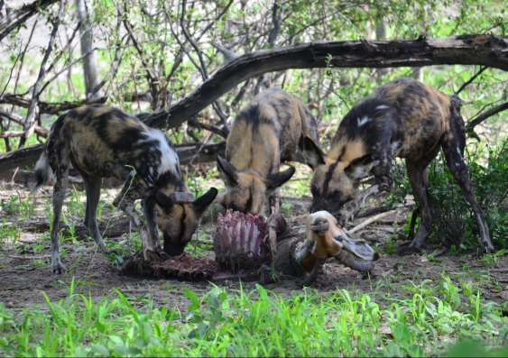 A radio-collared pack of African wild dogs from the study in Botswana shares an impala. Credit: Megan Claase