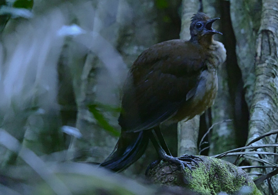The Albert’s Lyrebird has been known by several other names. Photo: Felix Cehak.