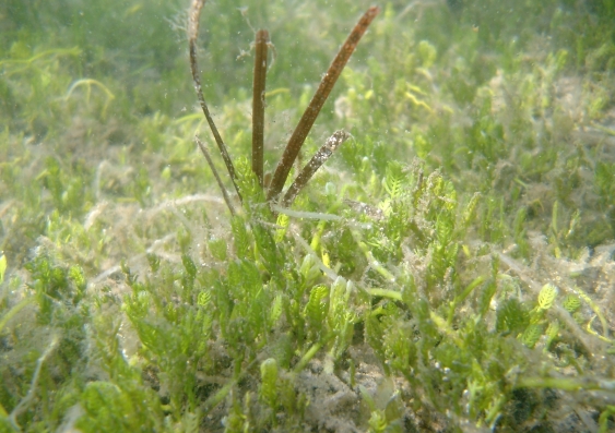 The alga Caulerpa taxifolia (bright green) takes over a seagrass bed. Image: Paul Gribben