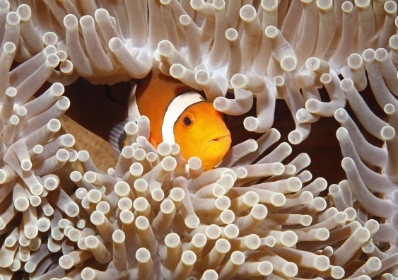 Anemonefish have a strong bond with their anemones; leaving home for these fish means leaving their stinging shelter. Photo: cbpix/Shutterstock