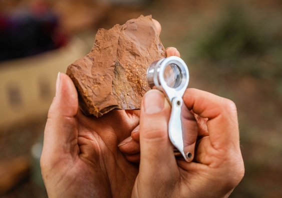 The fossils the team have found prove that the area was once a temperate, mesic rainforest. Photo: Michael Frese