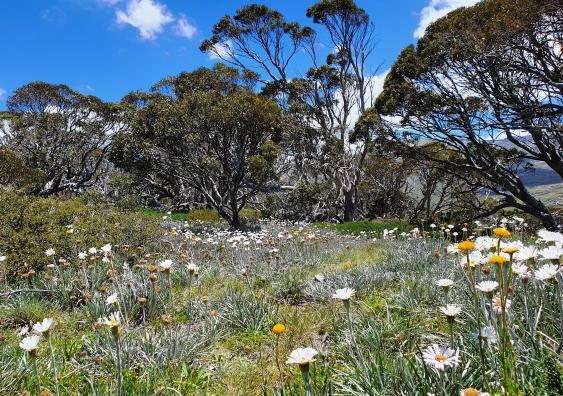 A UNSW study has examined whether some alpine plants in Kosciuszko National Park have changed their physical form over time in response to recent climate warming. Photo: Shutterstock