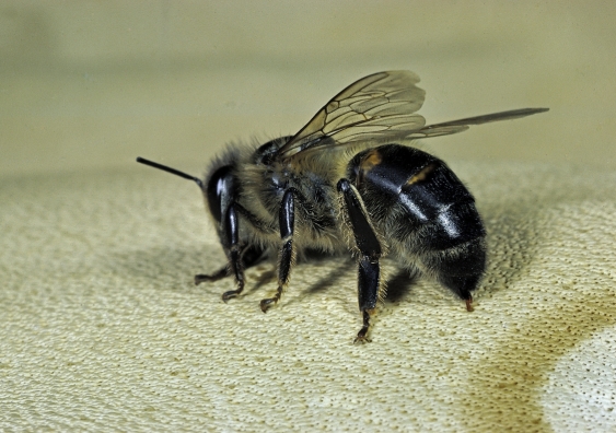 The autonomous delivery mechanism of the bee stinger has unique characteristics. Photo: Getty Images.