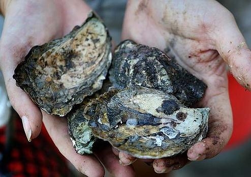 Contaminated oysters found near Five Dock. Image: Brendan Esposito/SMH