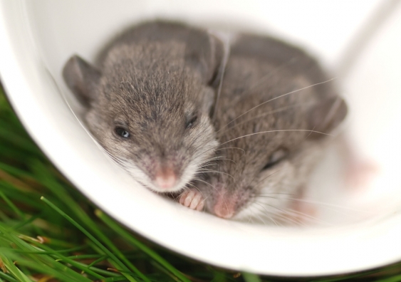 Baby mice have the extraordinary ability to regenerate damaged heart tissue. Can humans learn how to copy it? Photo: Shutterstock.