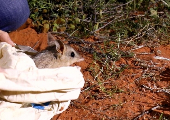Bandicoots contribute to the overall health of the ecosystem by turning the soil as they dig, helping it catch more water and nutrients. Photo: UNSW Sydney.
