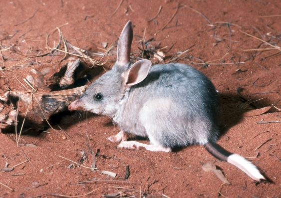 The Greater Bilby will be the first of seven locally extinct native mammals to be reintroduced into north-western NSW. Photo: Howard Hughes/Australian Museum
