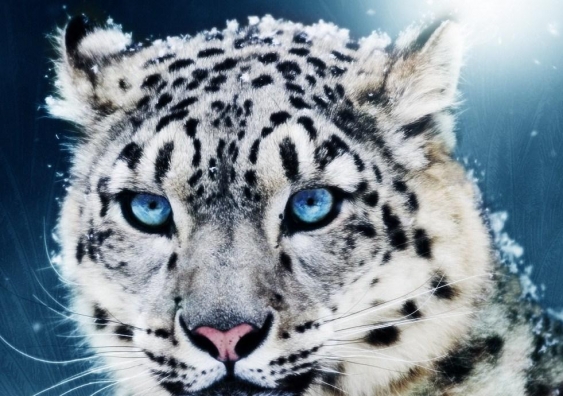 Decline stopped . . . a snow leopard