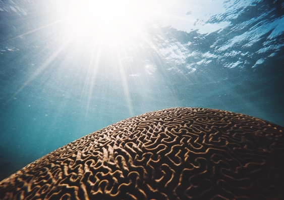 Brain coral under a hot sun. Image: Daniel Hjalmarsson Unsplash